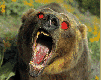 grizzly-bears-free-animated-gameznet 06.gif
